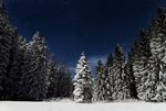 雪松