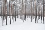 森林雪景