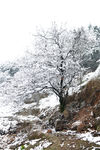 雪中小树