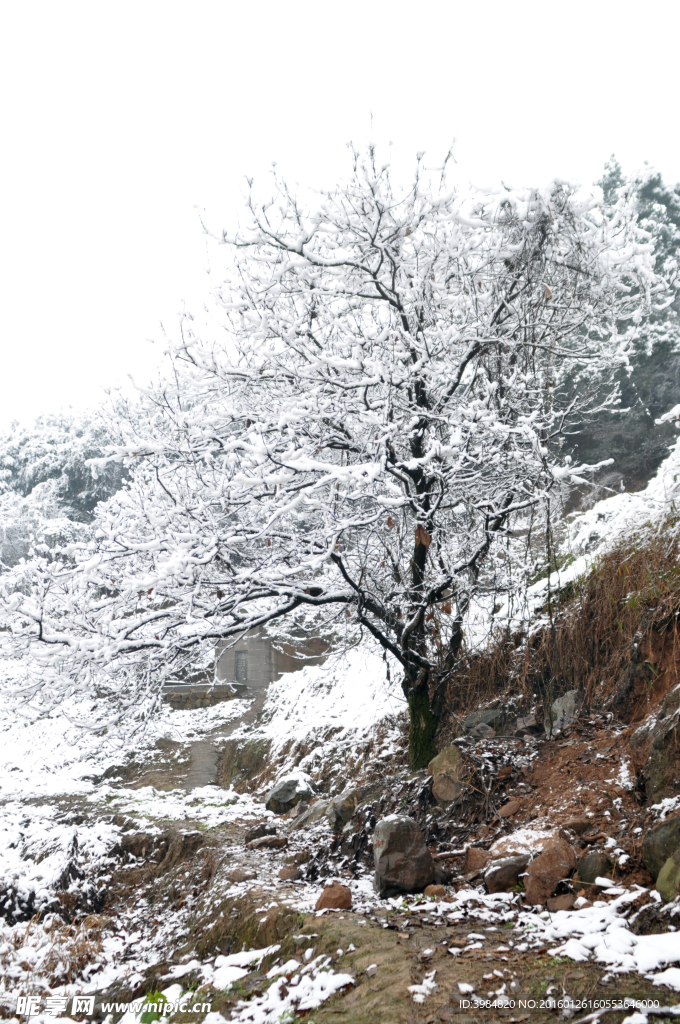 雪中小树