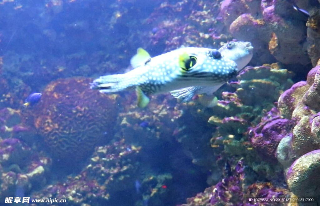 河豚