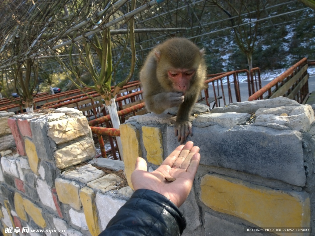 猴子  喂猴子