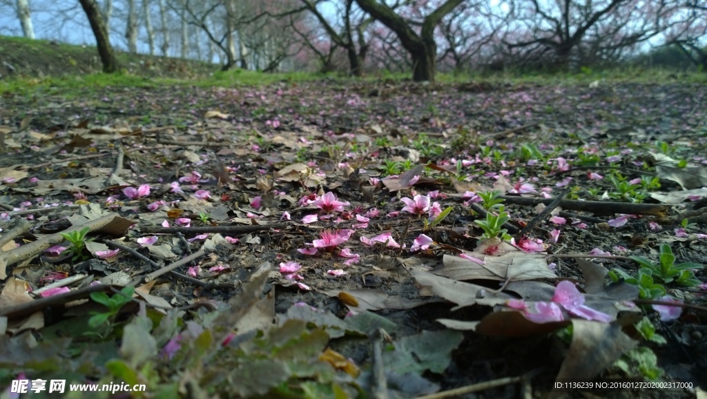 高清桃花 花 桃花特写