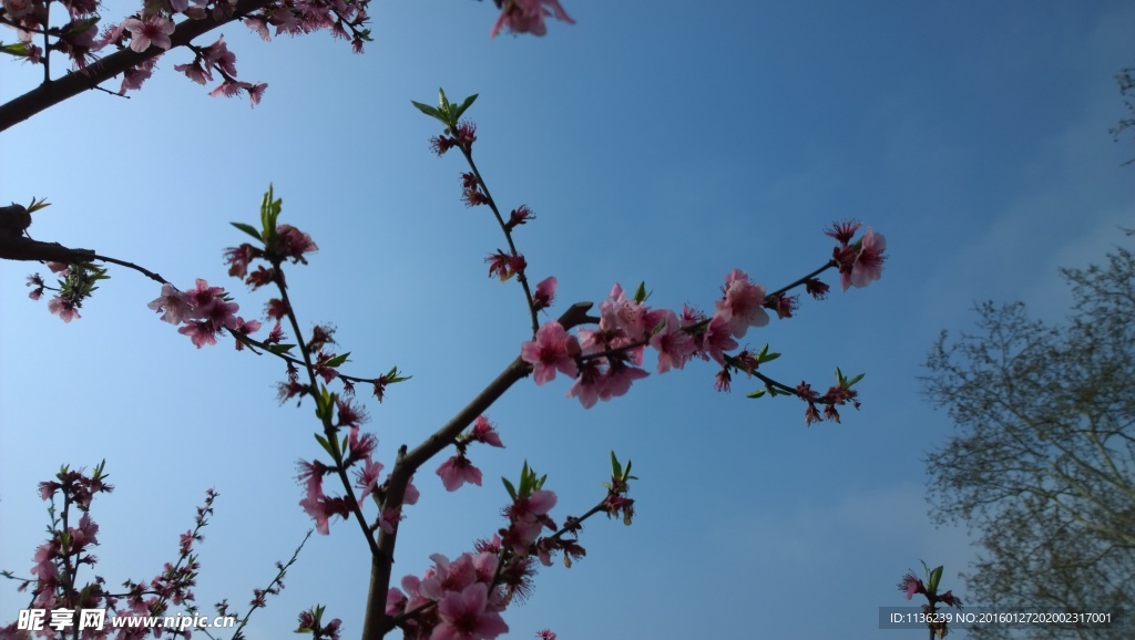 高清桃花 花 桃花特写