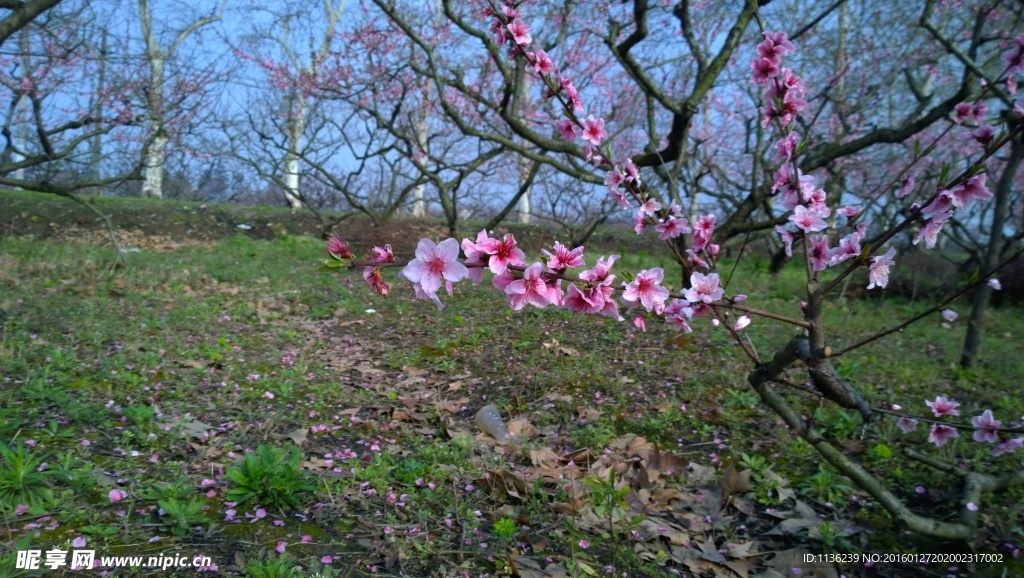 高清桃花 花 桃花特写