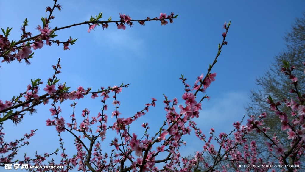 高清桃花 花 桃花特写