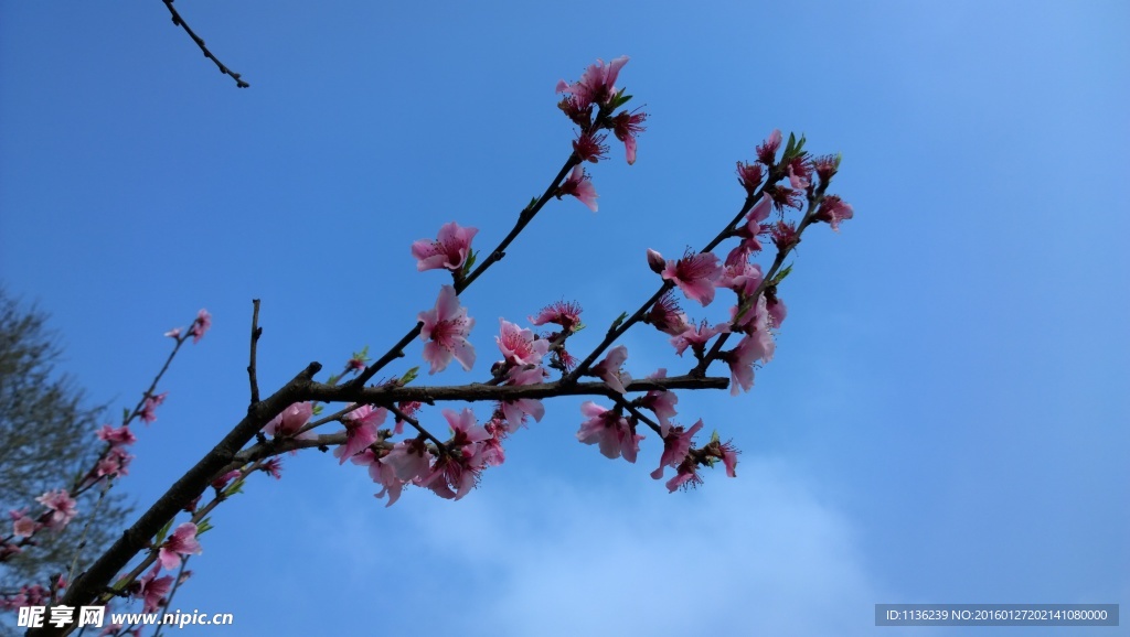 高清桃花 花 桃花特写 枝头桃