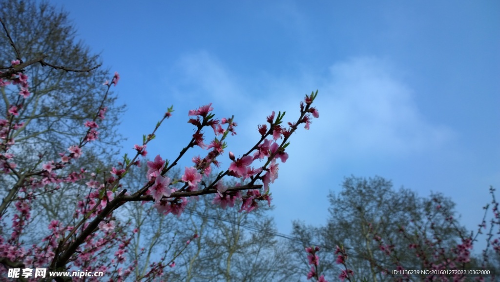 高清桃花 花 桃花特写