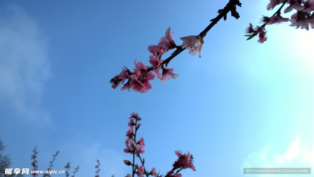 高清桃花 花 桃花特写