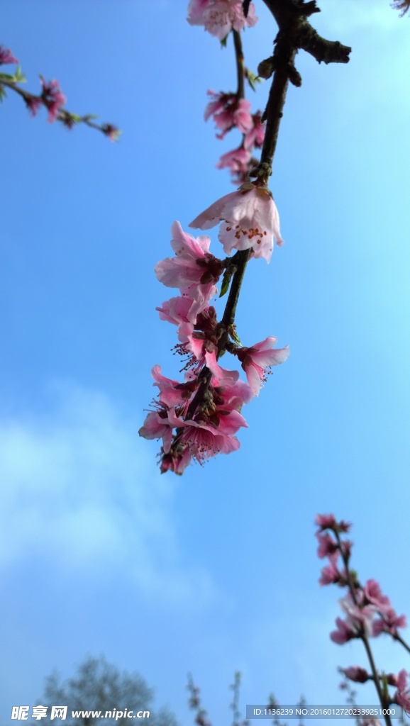 高清桃花 花 桃花特写