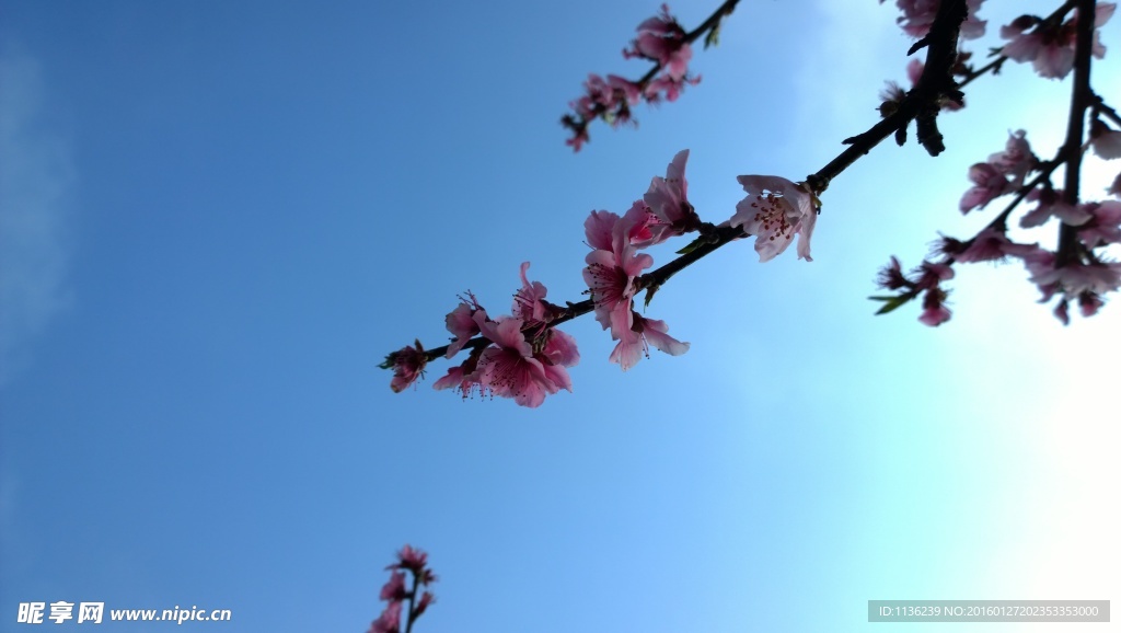 高清桃花 花 桃花特写