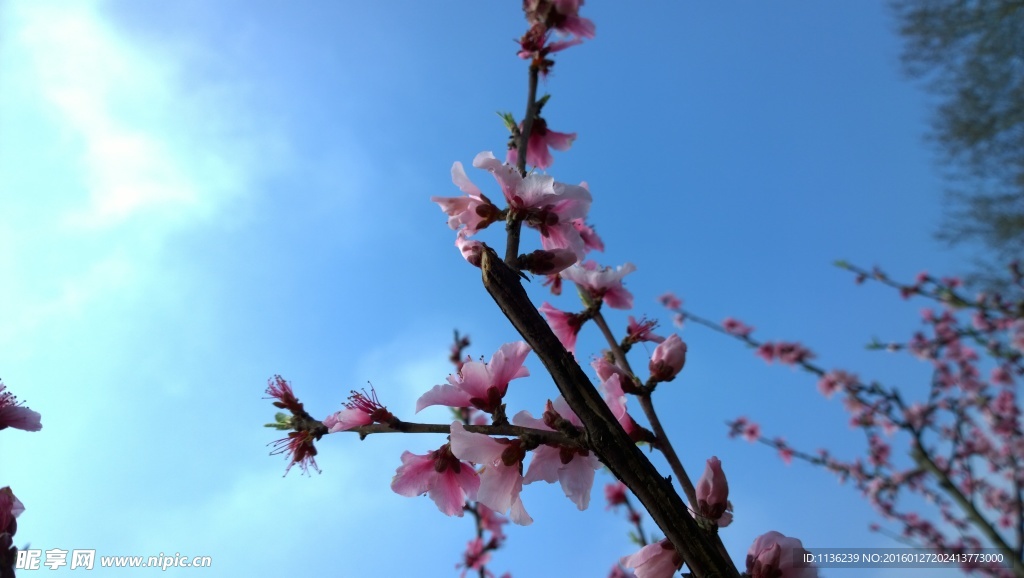 高清桃花 花 桃花特写