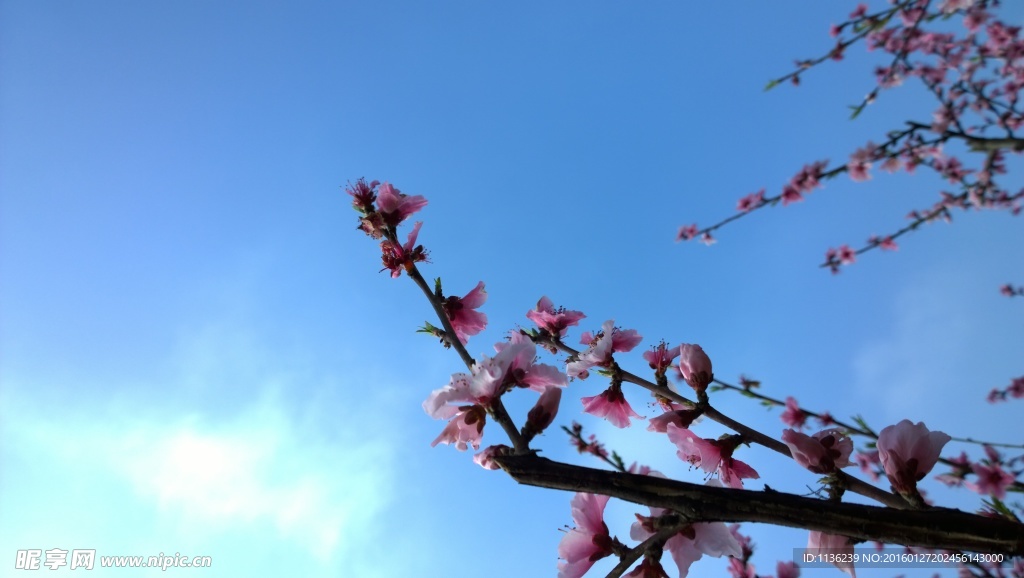 高清桃花 花 桃花特写