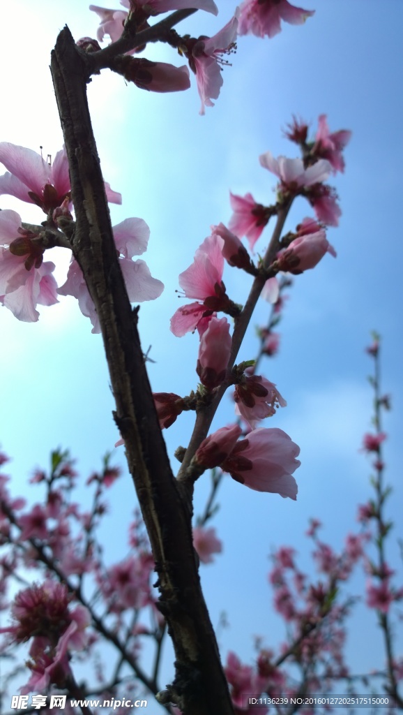 高清桃花 花 桃花特写