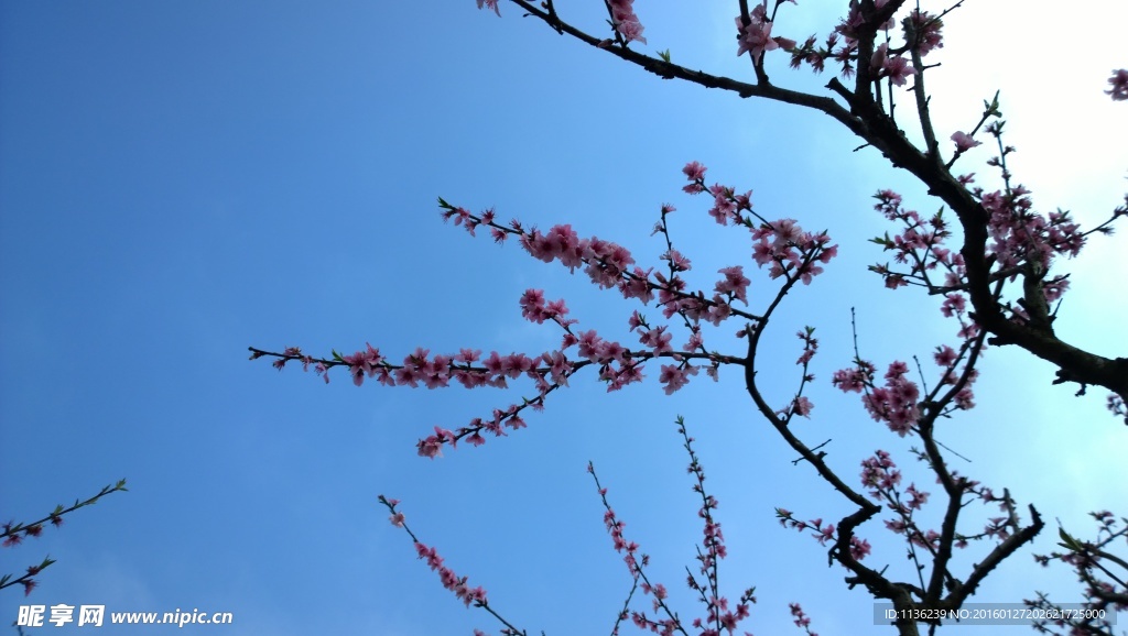 高清桃花 花 桃花特写