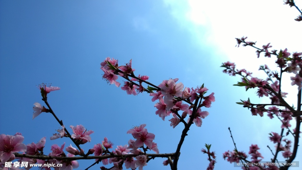 高清桃花 花 桃花特写