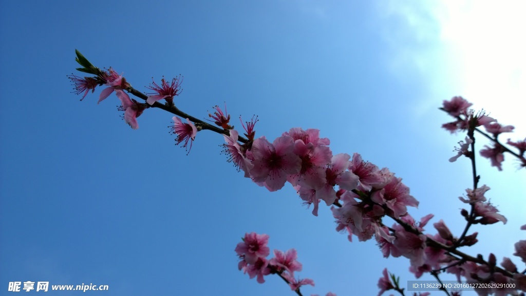 高清桃花 花 桃花特写