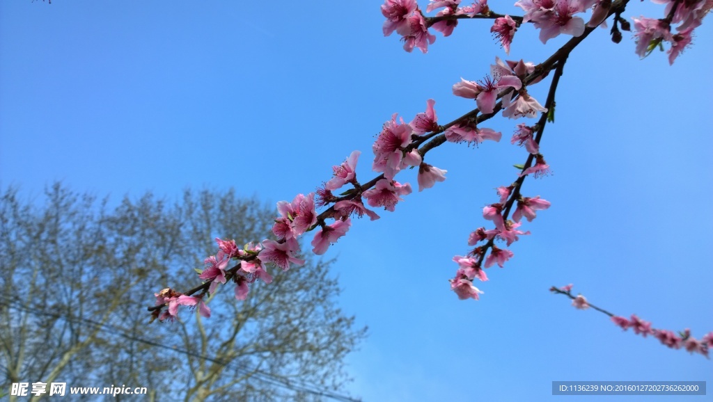 高清桃花 花 桃花特写