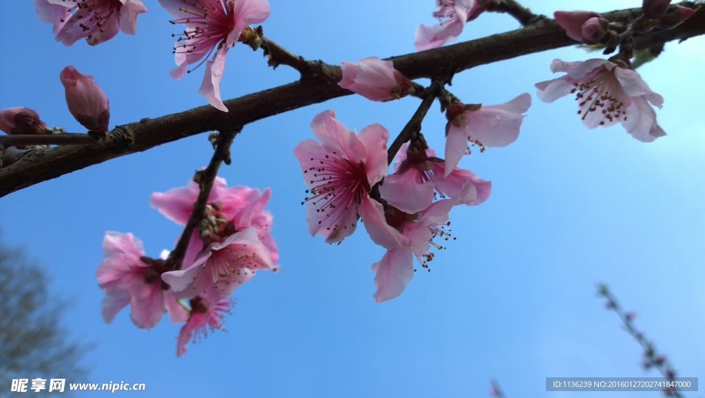 高清桃花 花 桃花特写