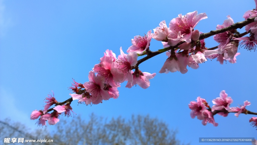 高清桃花 花 桃花特写