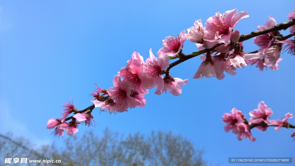 高清桃花 花 桃花特写