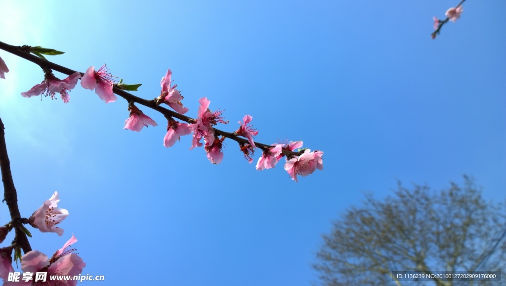 高清桃花 花 桃花特写