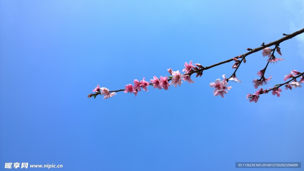 高清桃花 花 桃花特写