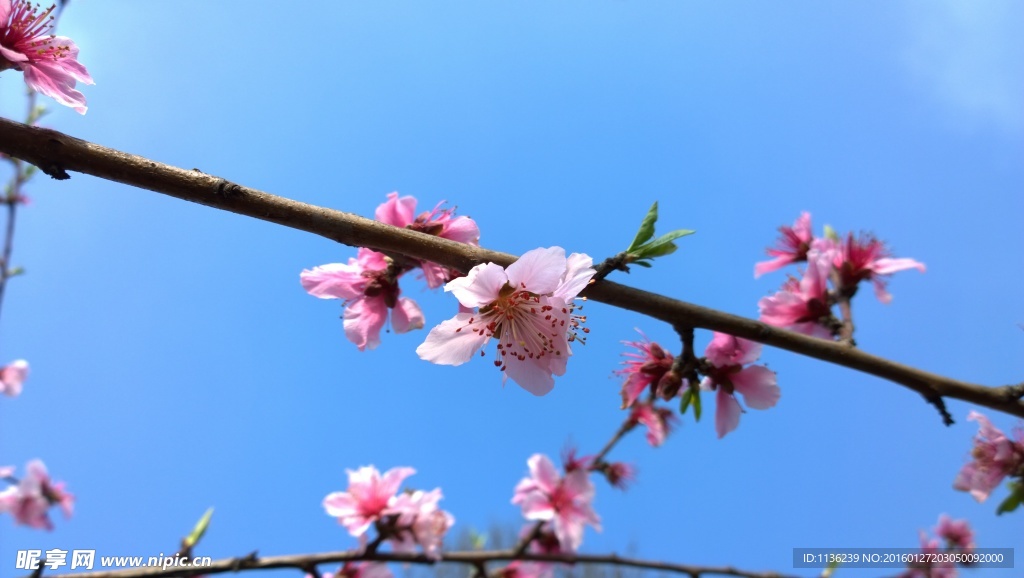 高清桃花