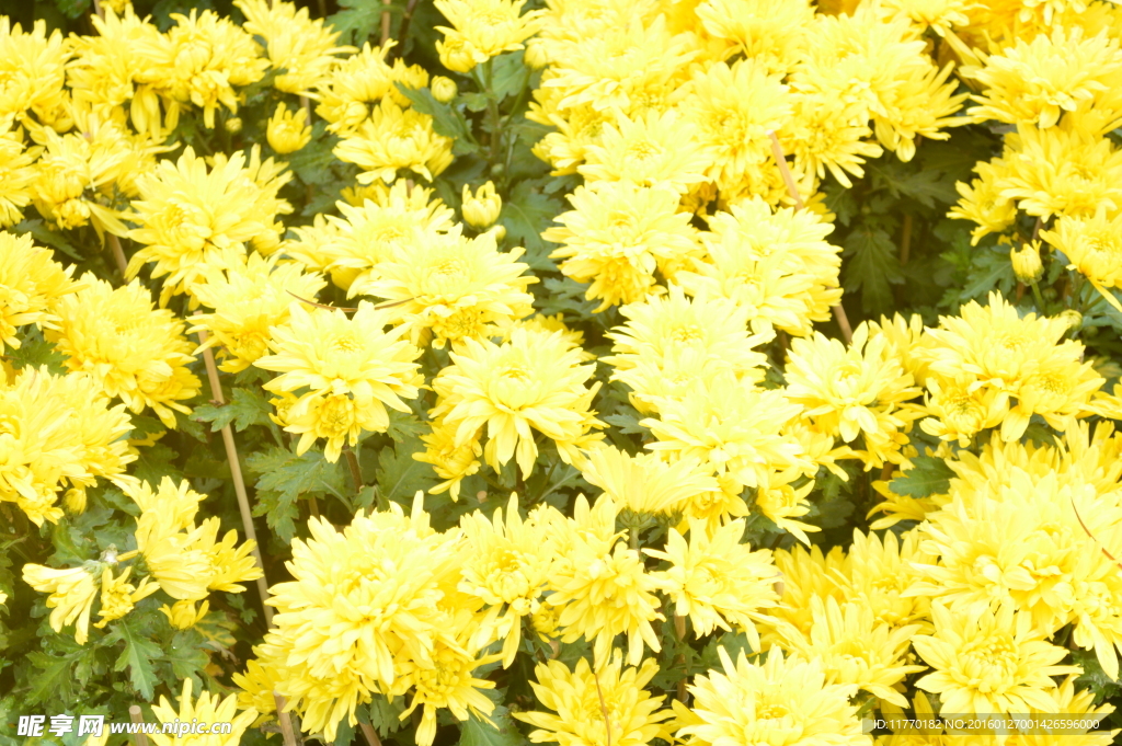菊花