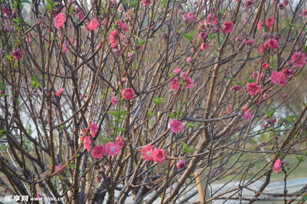 桃花