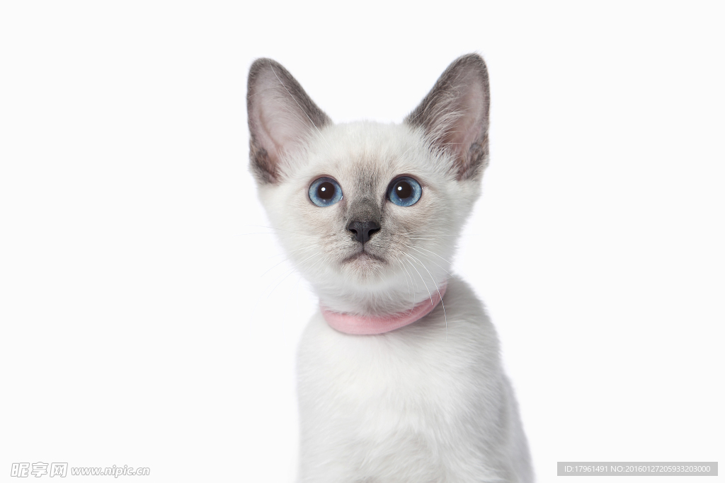 可爱小猫
