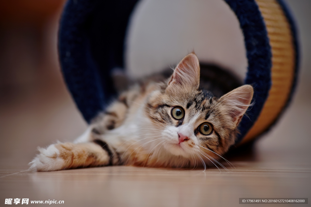 可爱小猫