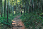 竹林小道