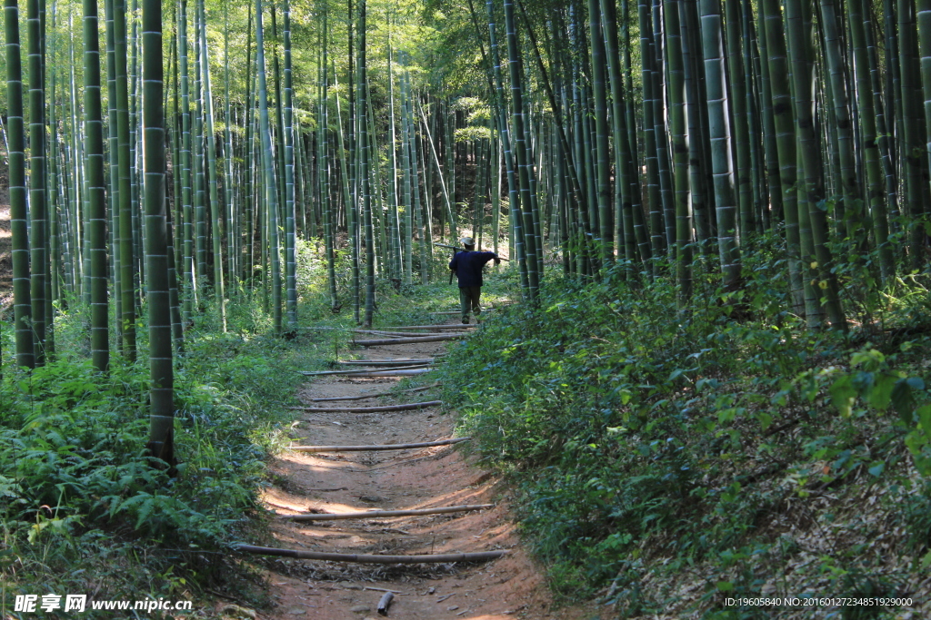 竹林小道