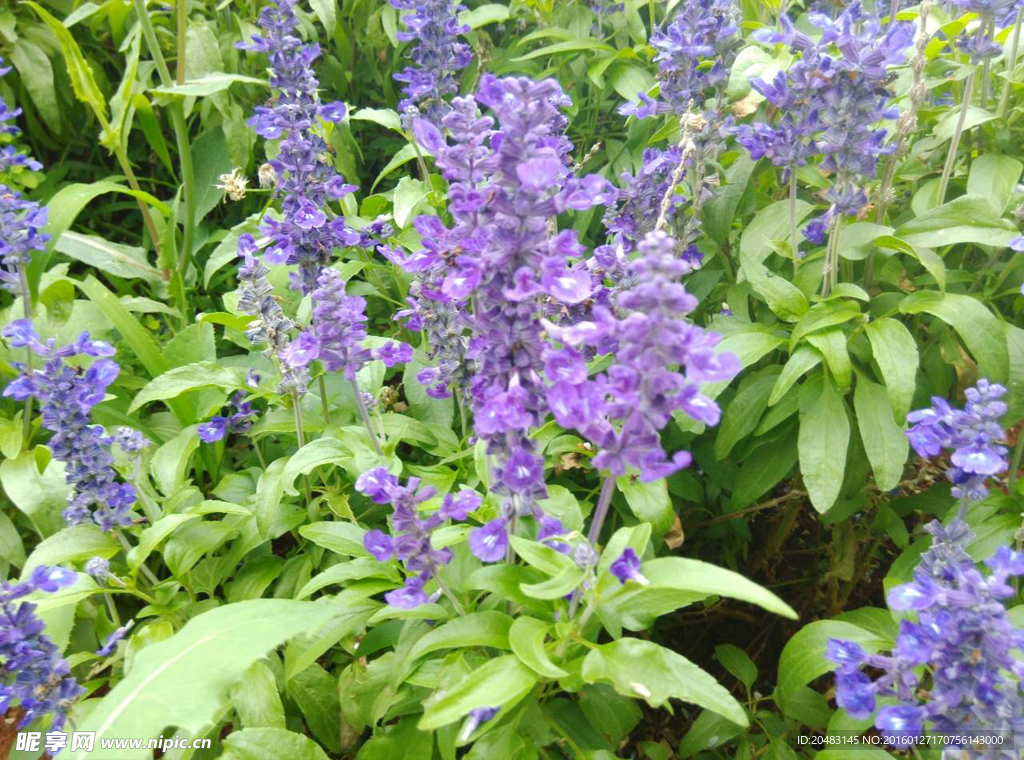 薰衣草