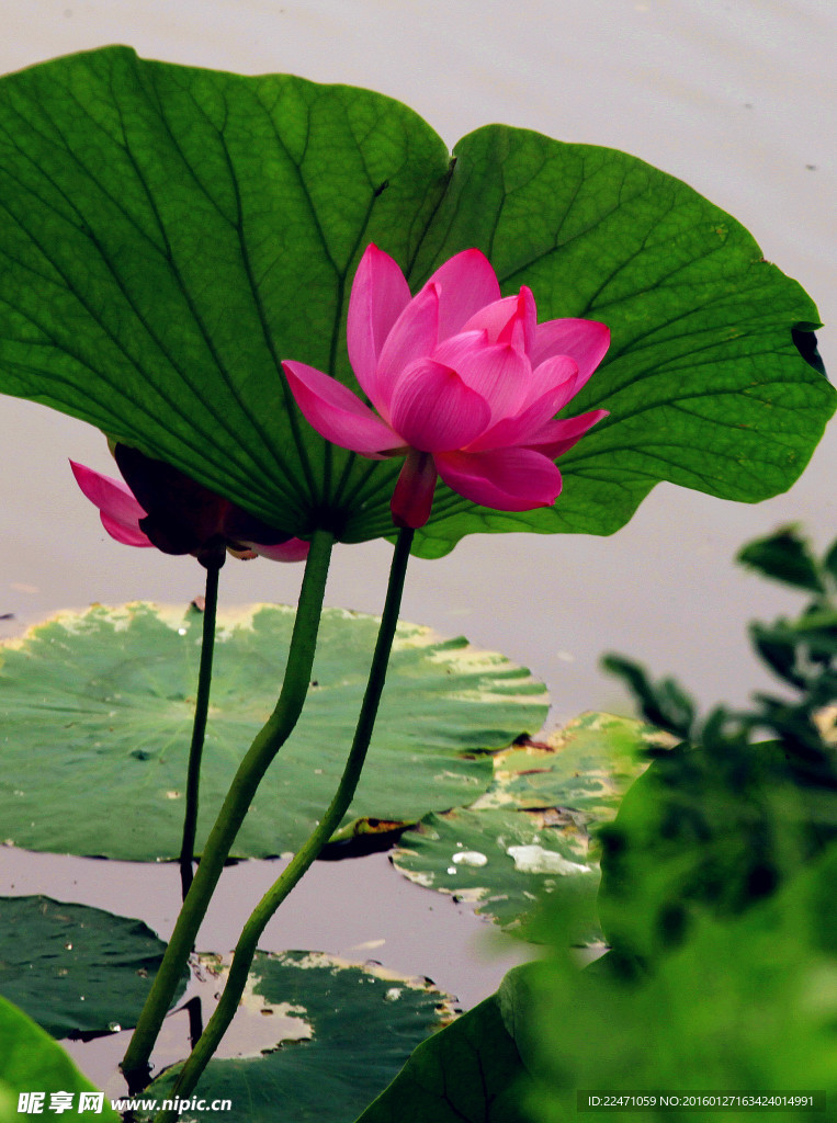 荷花