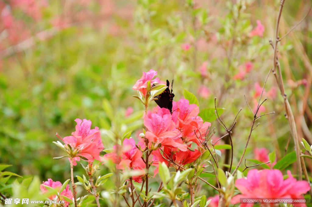 蝶恋花