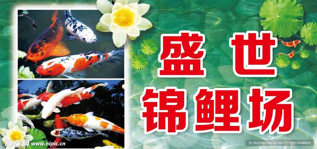 锦鲤