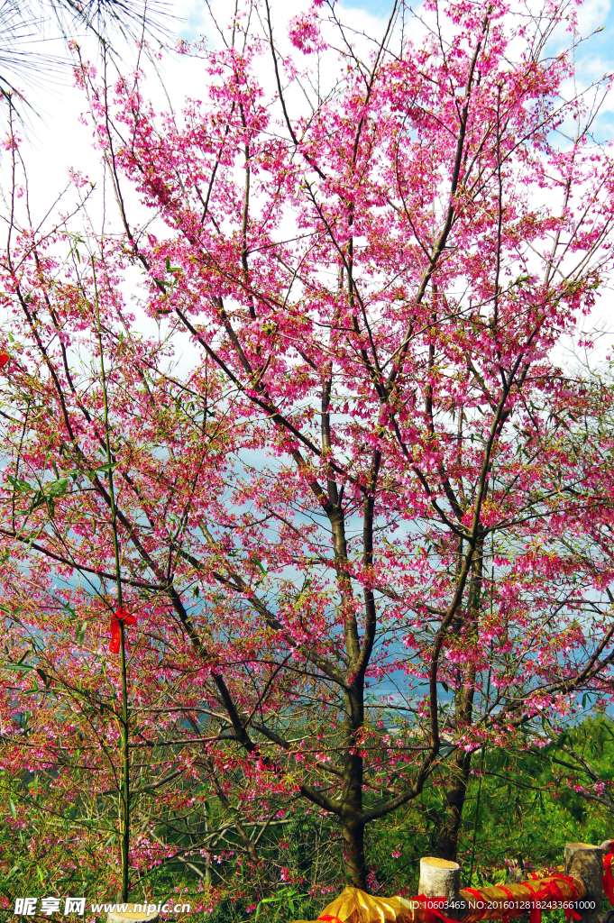 高山樱花 景区绽放