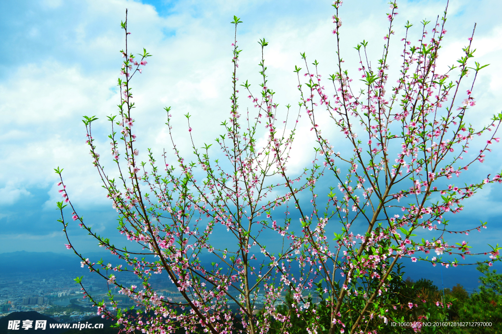 高山桃花 城市山水