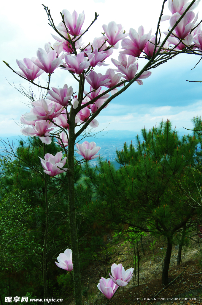 高山玉兰花 玉兰花盛开