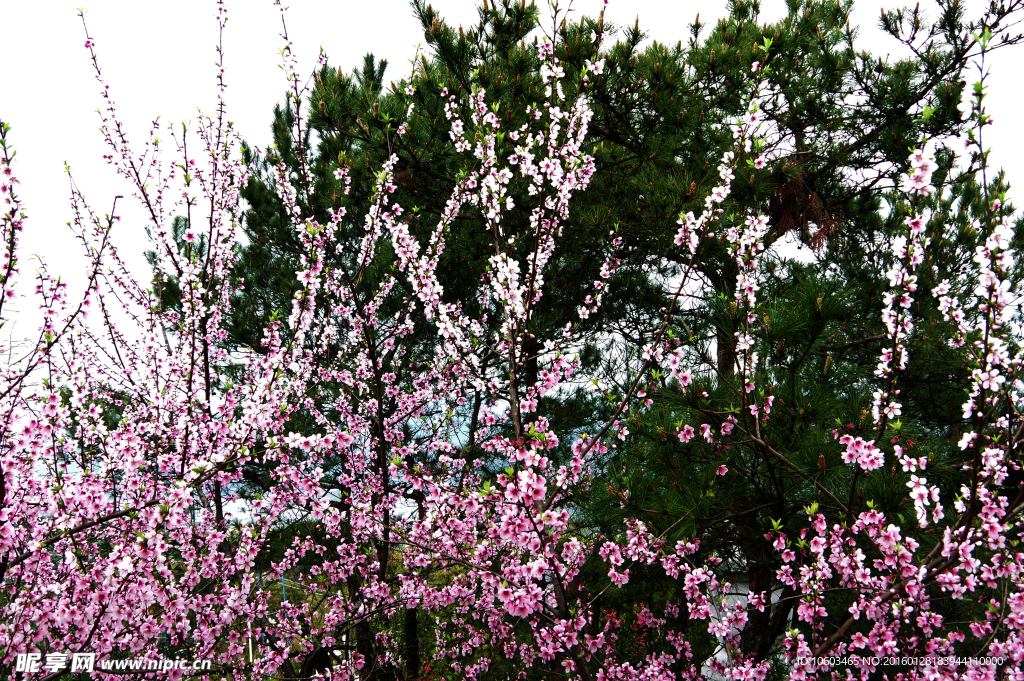 桃花盛开 云鹤松涛