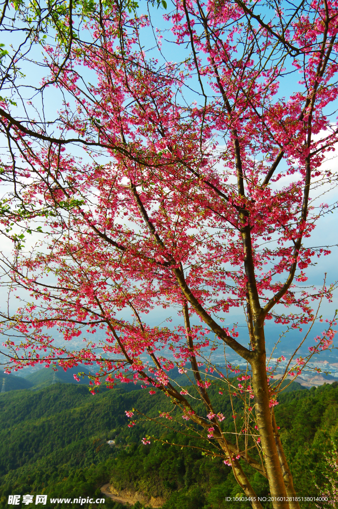 高山樱花 城市山水