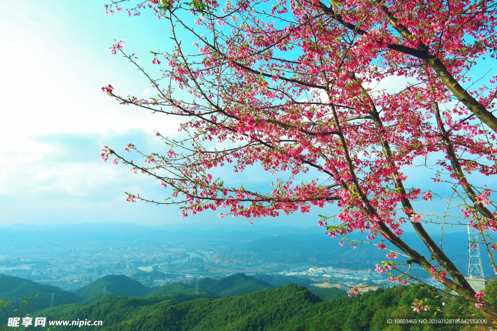 高山樱花 城市山水