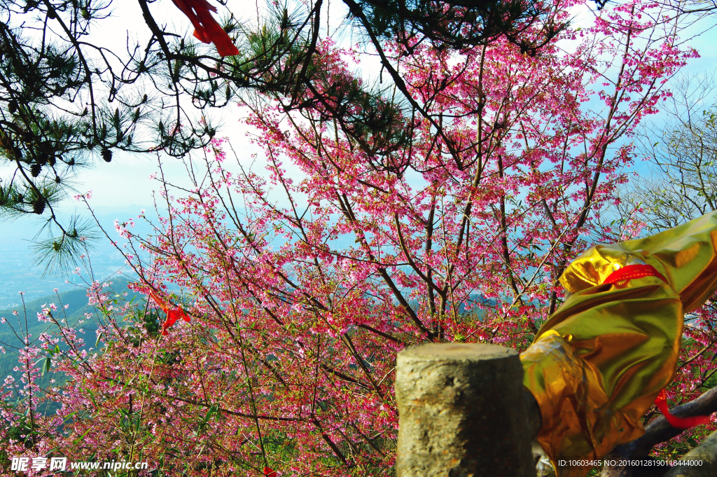 高山樱花 城市山水