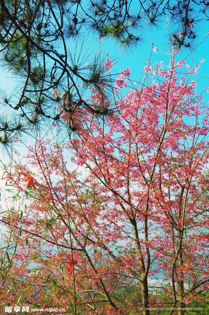 高山樱花 城市山水