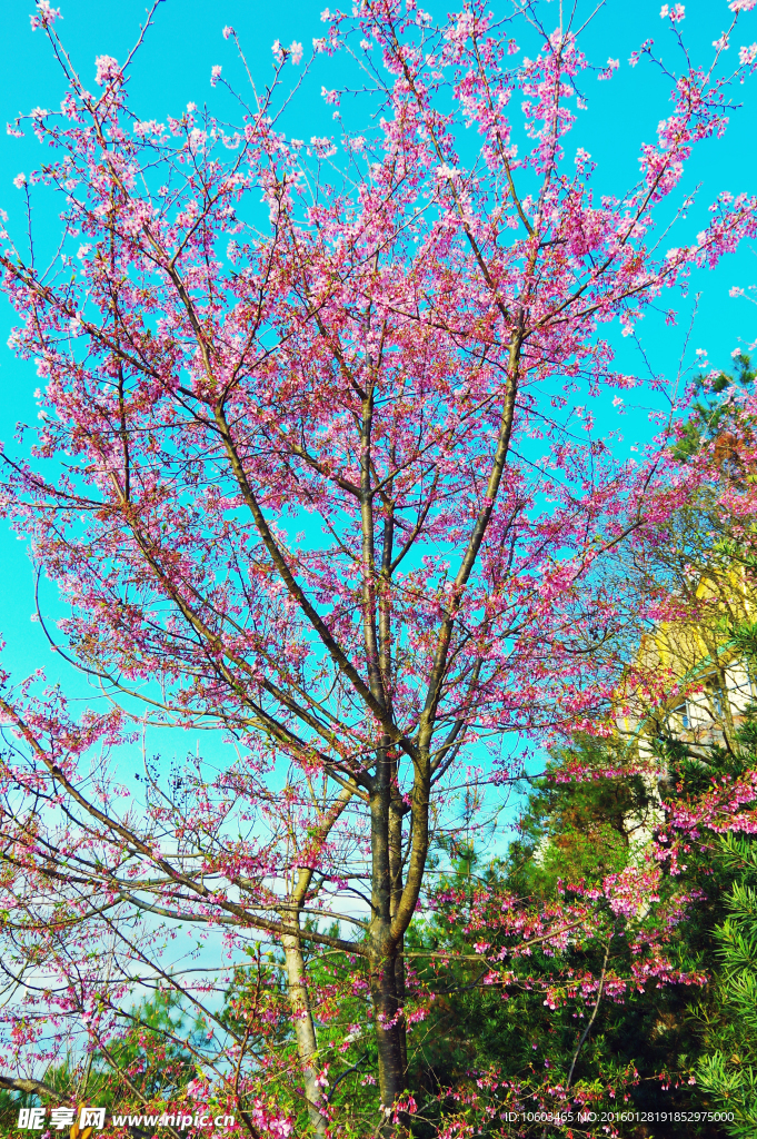 高山樱花 樱花绽放