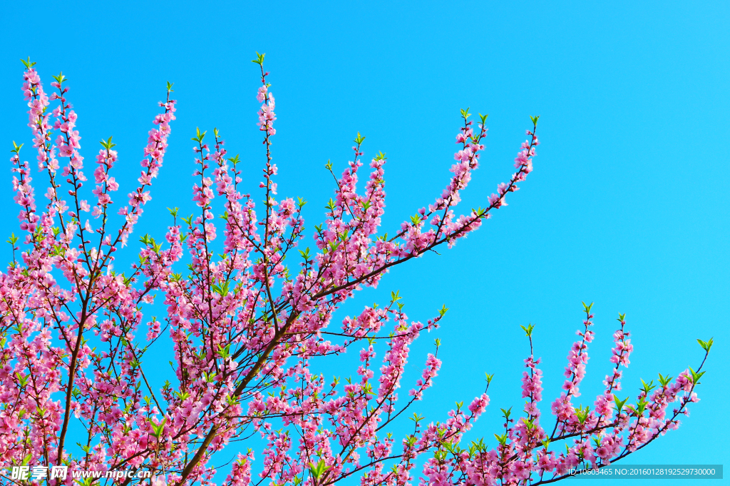 蓝天桃花 桃花蓝天