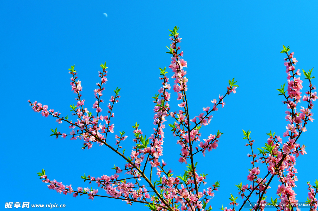 高山桃花 蓝天月亮