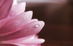 花朵背景图